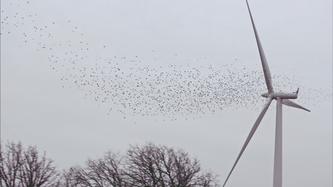 birds-windmill