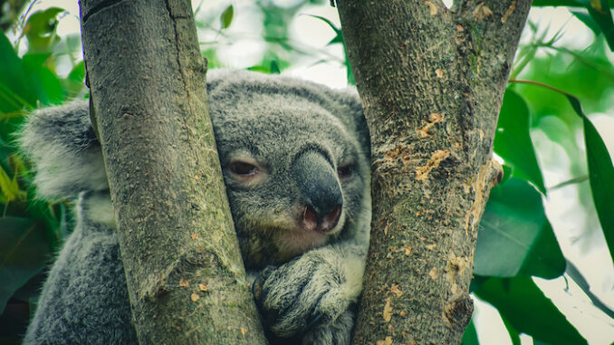 koala