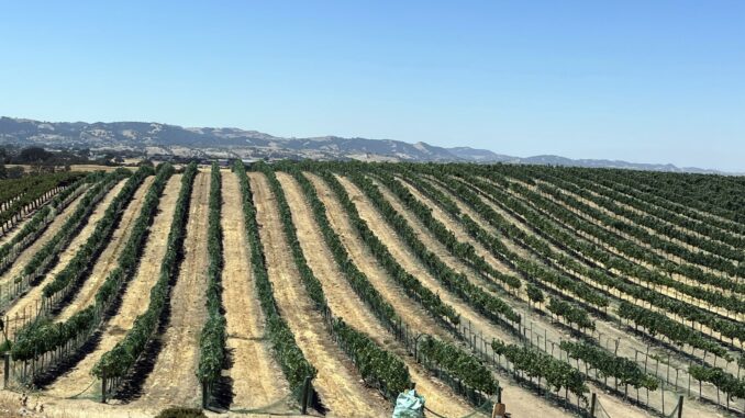 Eberly vineyard MM